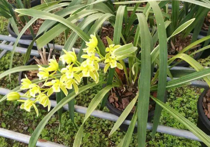 一分钟了解“微信斗牛牛链接”轻松获取房卡全渠道