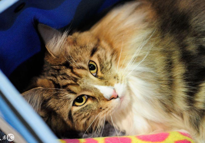 房卡秒懂“牛魔王大厅怎么买房卡”房卡怎么购买 房卡秒懂“牛魔王大厅怎么买房卡”房卡怎么购买