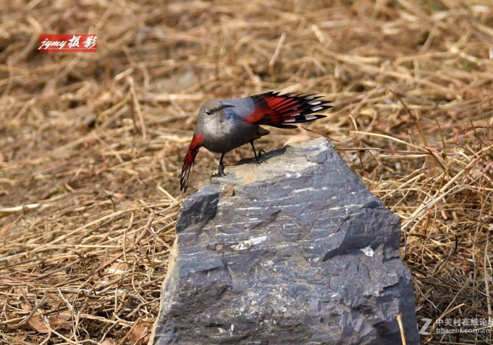 推荐一款”雀星真的确实有挂”(曝光透视必备猫腻) 推荐一款”雀星真的确实有挂”(曝光透视必备猫腻)