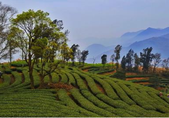 房卡秒懂“微信炸 金花房卡在哪充值”购买房卡介绍 房卡秒懂“微信炸 金花房卡在哪充值”购买房卡介绍