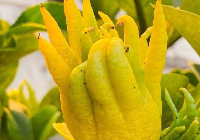 秒懂百科“微信牛牛怎么充值房卡”房卡详细充值