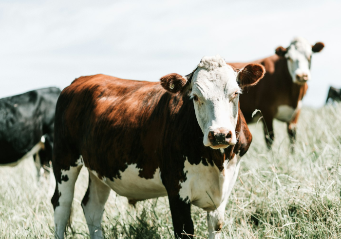 房卡必备教程“微信牛牛群斗牛群”购买房卡介绍