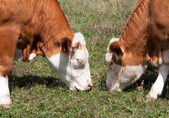 一分钟实测分享“微信群炸 金花如何创建房间”购买房卡介绍