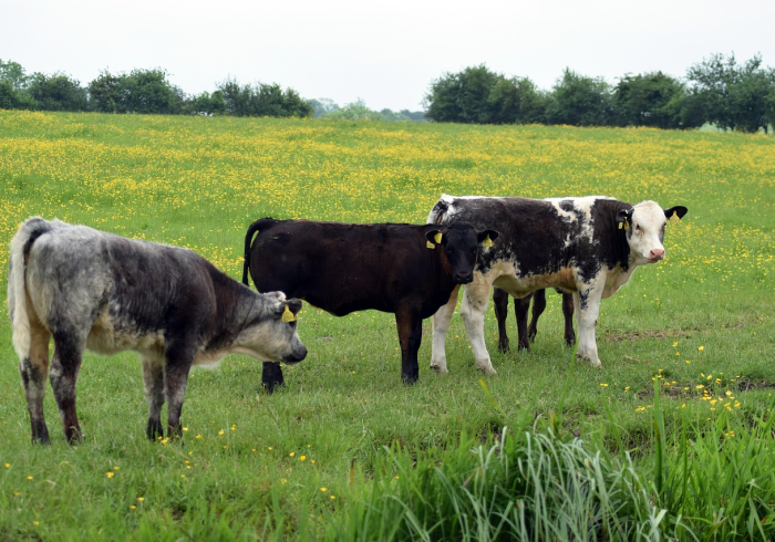全攻略普及“微信牛牛群房卡怎么弄”房卡怎么购买 全攻略普及“微信牛牛群房卡怎么弄”房卡怎么购买