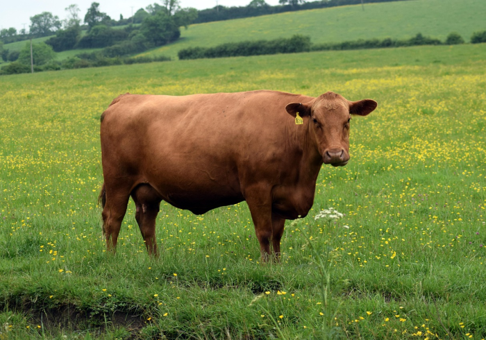 一分钟实测分享“美猴王大厅怎么买房卡”轻松获取房卡全渠道 一分钟实测分享“美猴王大厅怎么买房卡”轻松获取房卡全渠道