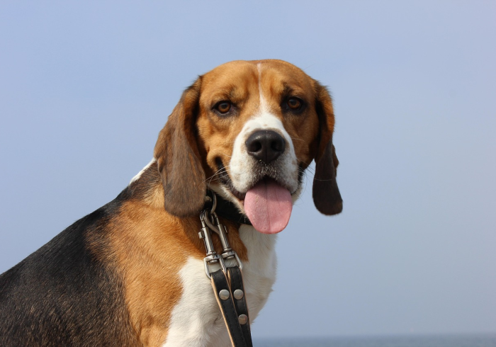 一分钟介绍使用“牛魔王房卡哪里买”轻松获取房卡全渠道 一分钟介绍使用“牛魔王房卡哪里买”轻松获取房卡全渠道