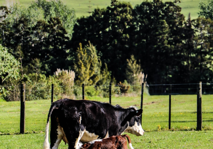 一分钟实测分享“微信怎么建房玩斗牛牛啊”详细房卡怎么购买教程 一分钟实测分享“微信怎么建房玩斗牛牛啊”详细房卡怎么购买教程