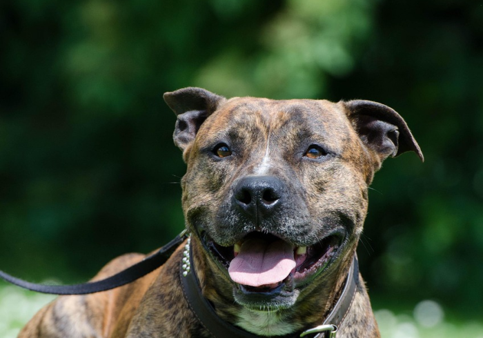 秒懂百科“斗牛房卡牛牛房卡”房卡获取方式 秒懂百科“斗牛房卡牛牛房卡”房卡获取方式