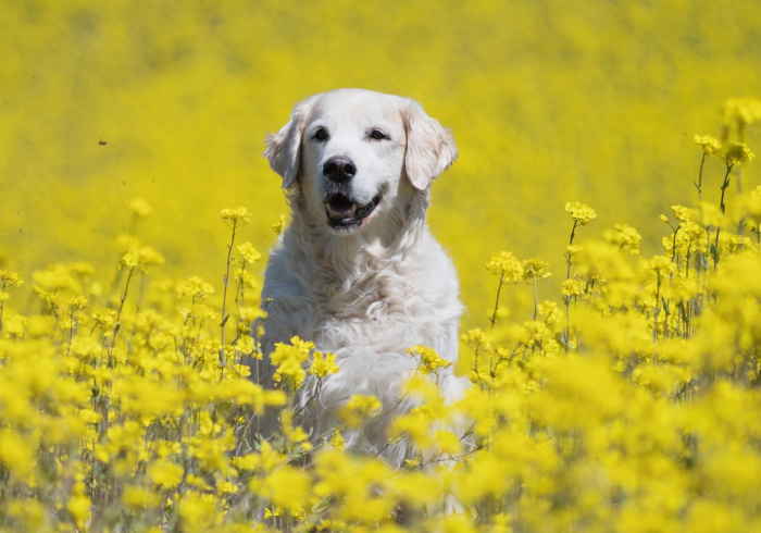 玩家测评“微信牛牛链接版有房卡”详细房卡教程 玩家测评“微信牛牛链接版有房卡”详细房卡教程