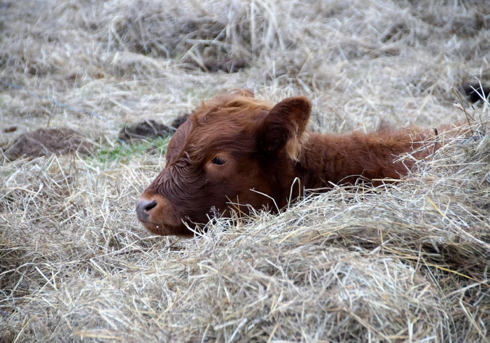 秒懂百科“牛魔王如何购买牛牛房卡”购买房卡介绍 秒懂百科“牛魔王如何购买牛牛房卡”购买房卡介绍